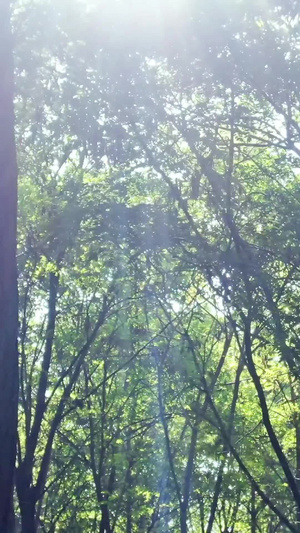 原始森林光束穿梭明媚阳光37秒视频