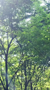 原始森林光束穿梭明媚阳光视频