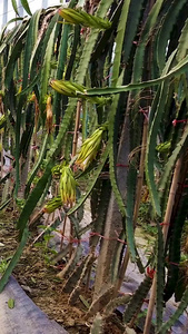 火龙果种植管理农业种植视频