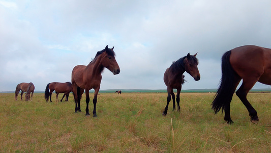 5k超高清拍摄在碧绿的草原上悠闲吃草的马群视频