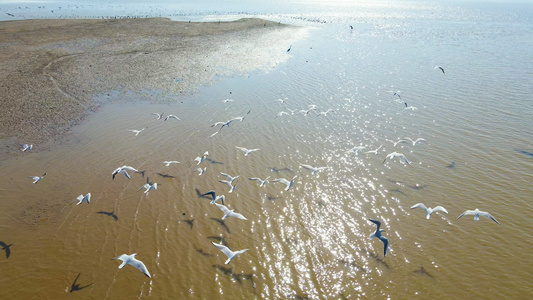 4K航拍鄱阳湖候鸟群海鸥视频