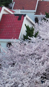 樱花盛开的街道航拍视频自然风光视频