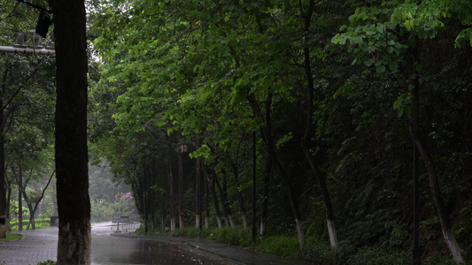 丛林下雨天视频