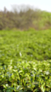 茶园采茶春茶绿茶茶叶农业种植视频