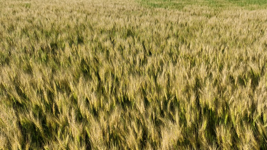 麦田秋色小麦地视频