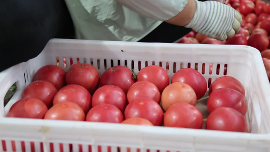 菜农包装西红柿 西红柿装箱视频