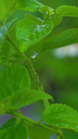 雨滴水珠打在叶子上19秒视频