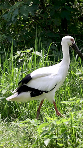 拍摄国家一级保护动物东方白鹤合集濒危物种视频