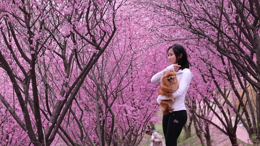 梅花盛开女子带着宠物狗逛梅花林视频