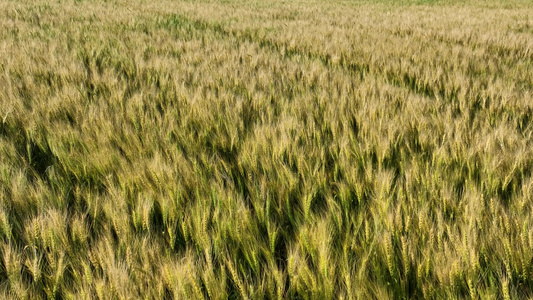 麦田秋色小麦地视频