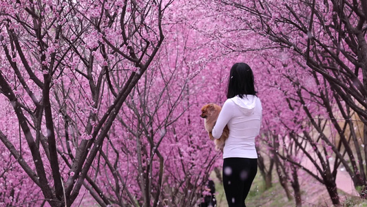 梅花 美女 宠物狗视频