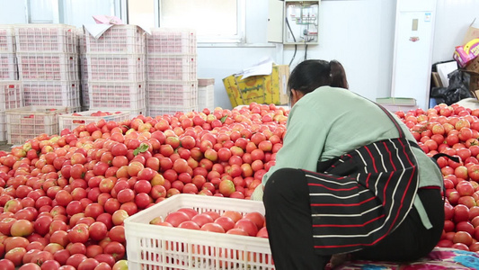 菜农包装西红柿 西红柿装箱视频