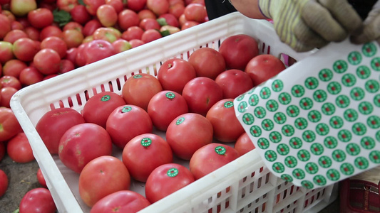 菜农包装西红柿 西红柿装箱视频