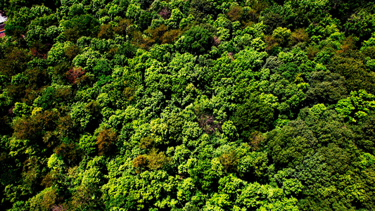 4K航拍森林树木视频