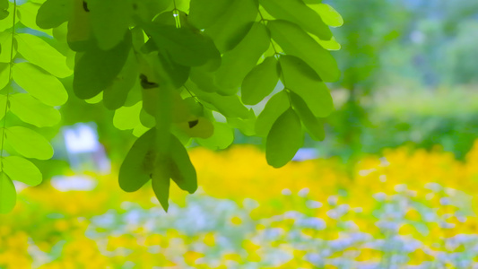 夏季小野花视频