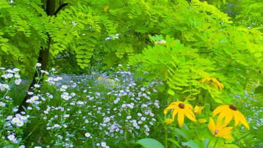 夏季小野花视频