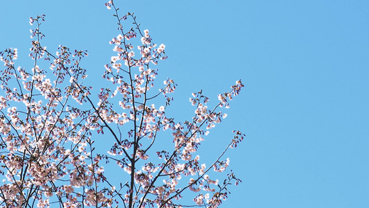 春天桃花盛开视频