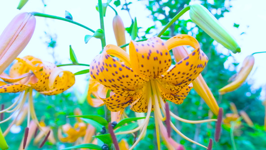 夏季小野花视频