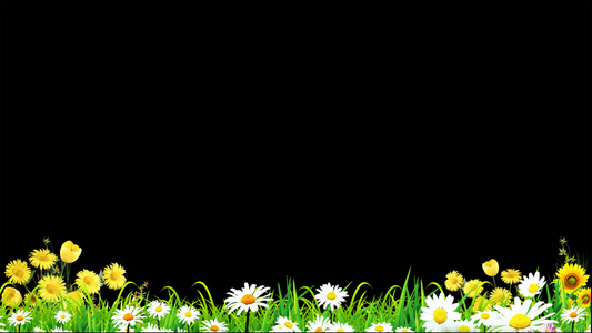 草丛花朵摆动动画元素带透明度通道视频