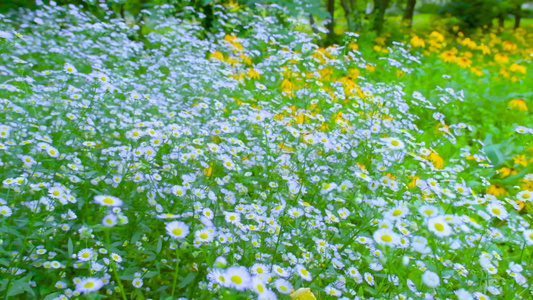 夏季小野花视频