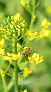 油菜花花中蜜蜂采蜜视频