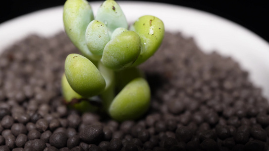 天使之泪多肉植物盆栽绿植视频