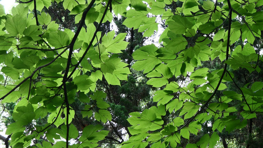 春天嫩绿的树叶叶子4k视频视频