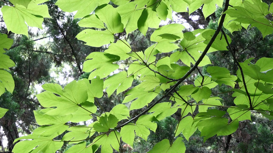 春天嫩绿的树叶叶子4k视频视频