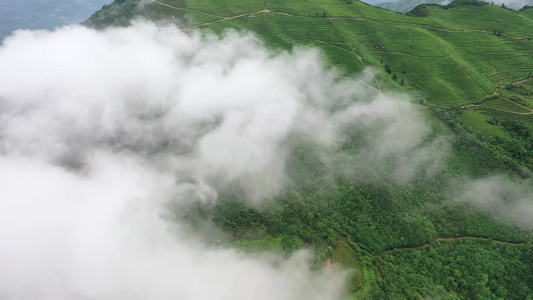 茶山云雾视频