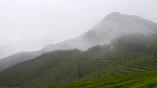 茶山云雾视频