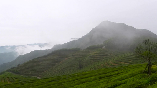 茶山云雾视频