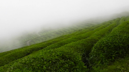 茶山云雾视频