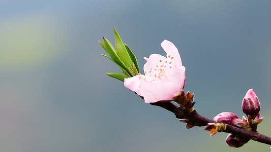 一枝一叶一桃花[几枝]视频