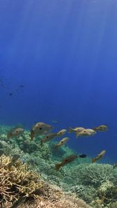 海底黄鱼群珊瑚礁视频