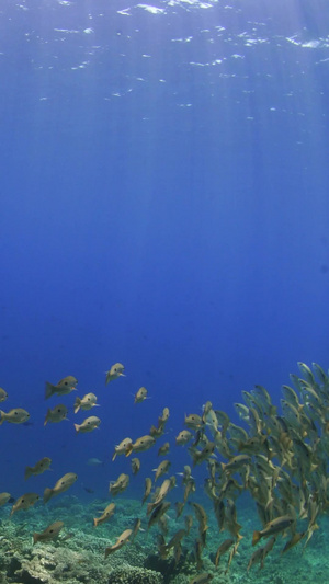 海底黄鱼群珊瑚礁20秒视频