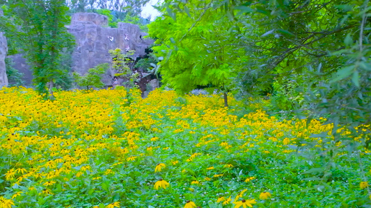 夏季小野花视频