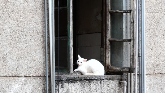 小区房子窗台上一只猫咪视频