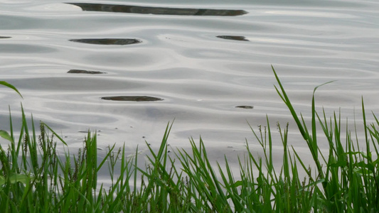 湖边湿地水草自然风光4k视频