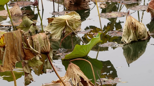 【镜头合集】秋冬季节枯萎的荷叶荷花池塘秋景视频