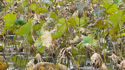 【镜头合集】秋冬季节枯萎的荷叶荷花池塘秋景视频