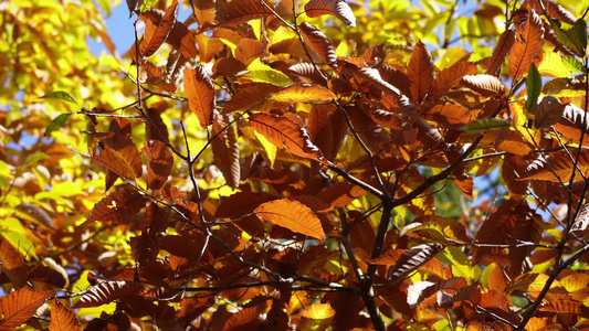 【镜头合集】秋季红叶枯萎叶子树叶秋风寒风换季视频