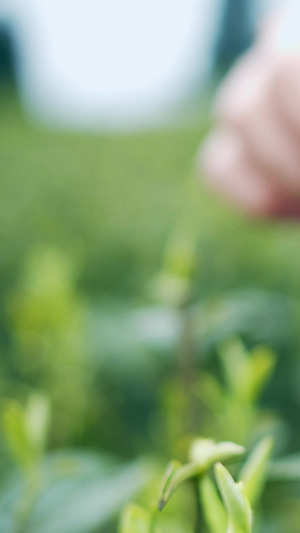 实拍茶园唯美采茶女采茶手特写视频素材春茶节6秒视频