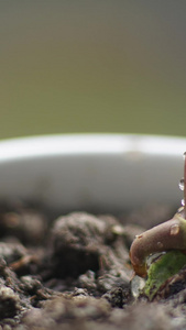 延时植物生长种子发芽生机勃勃视频