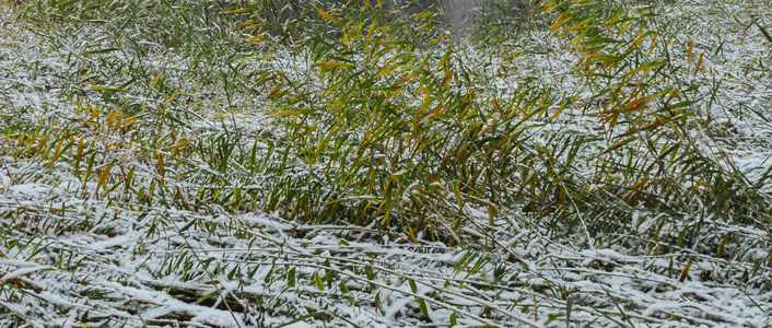 芦苇蒲草枯萎冬季大雪视频