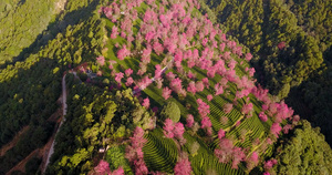 唯美粉色樱花无量山茶树茶山茶园24秒视频