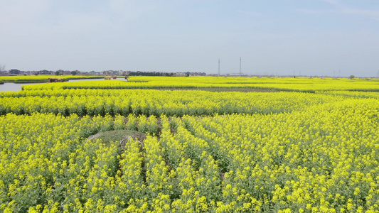 4K航拍4A景区兴化千垛风景区油菜花盛状视频