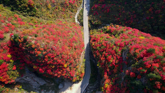 秦岭红叶视频