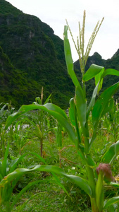 玉米地实拍世界粮食日视频