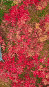 垂直航拍秋天红叶绿叶凉亭分界视频素材视频