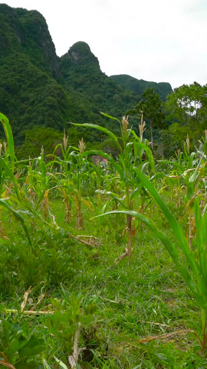 玉米地实拍世界粮食日20秒视频